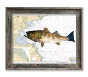 Massachusetts bay with Striped bass